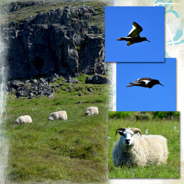 sheep and birds in Iceland
