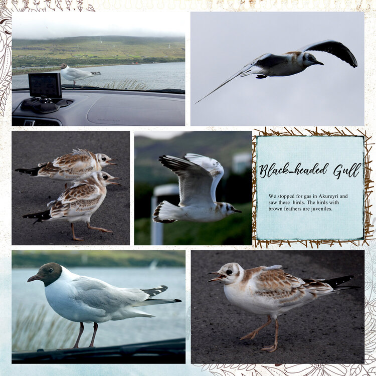 Iceland birds