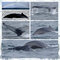 Husavik Whale Watching Cruise