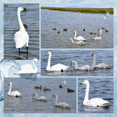 Swans in Iceland