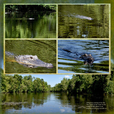 Louisiana Airboat Ride