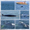 Whale Watching in Tadoussac, Quebec