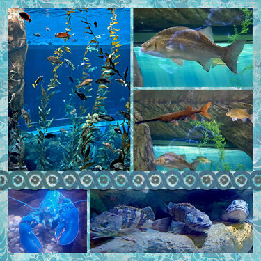 Ripley's Aquarium