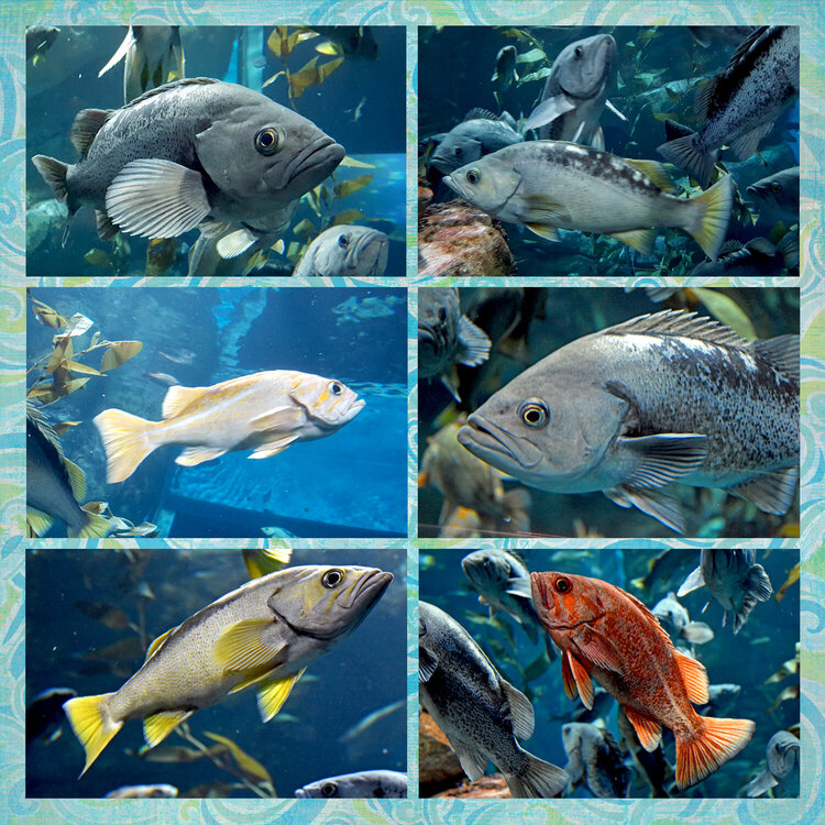 Ripley&#039;s Aquarium