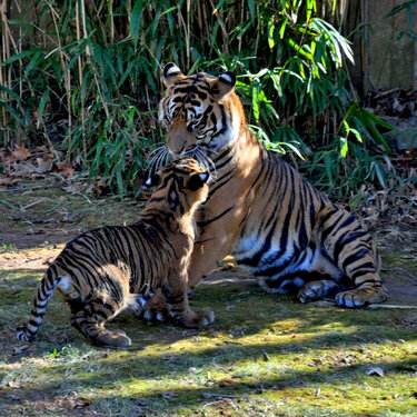 National Zoo - Tiger cub