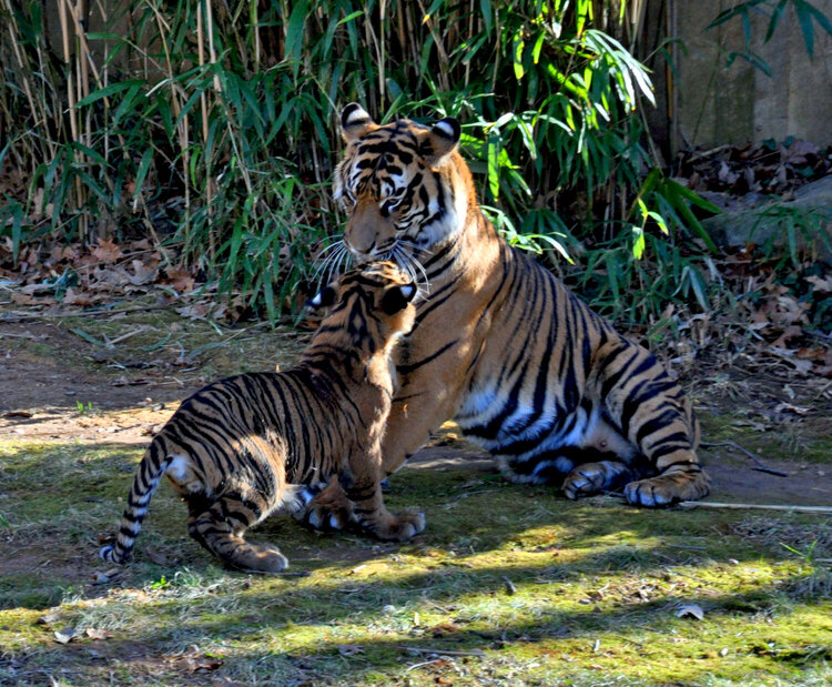 National Zoo - Tiger cub