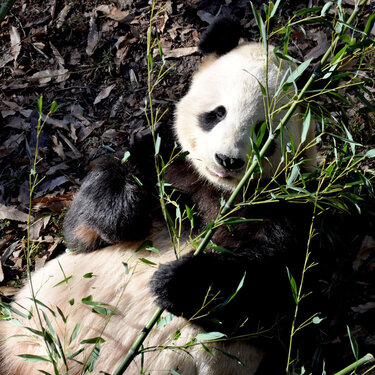National Zoo - Panda