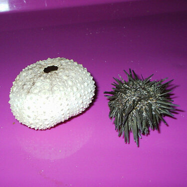 Sea Urchins from Bahamas