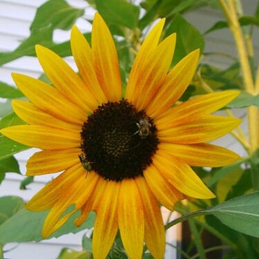 Bees on Sunflower