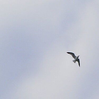 Lone Seagull