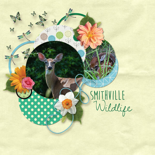 Smithville Wildlife