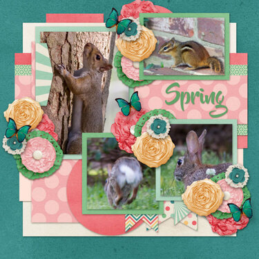 Spring Critters