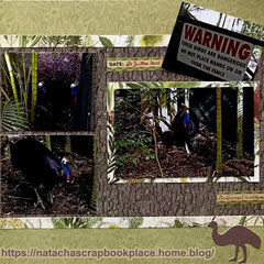 Pictures from The Australian Zoo, Australia : The Cassowaries  Â� Open Road Collection, from Kaisercraft