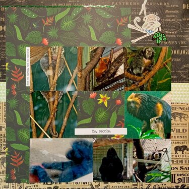 National Zoo - primates