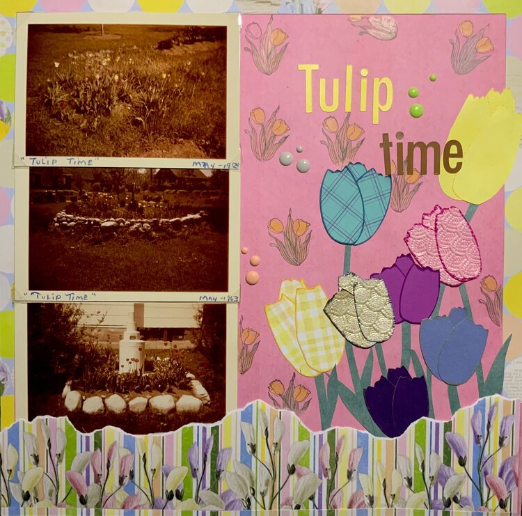 Tulip Time - Grandmas Tulips 1963
