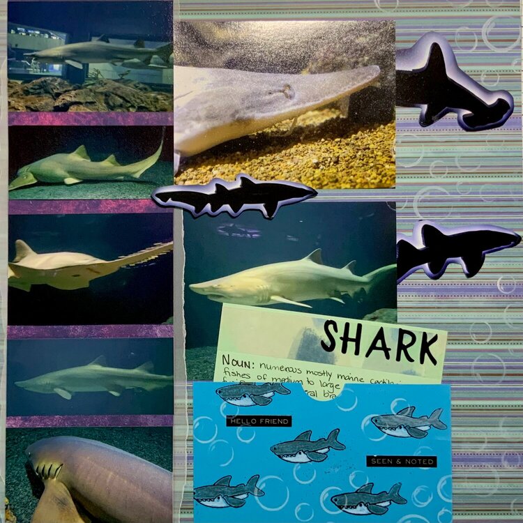 Sharks at the National Aquarium
