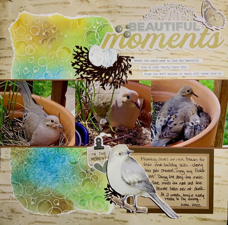 Beautiful Moments with Mourning Doves