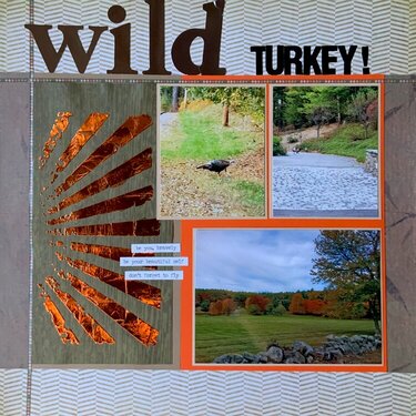 Wild Turkey!