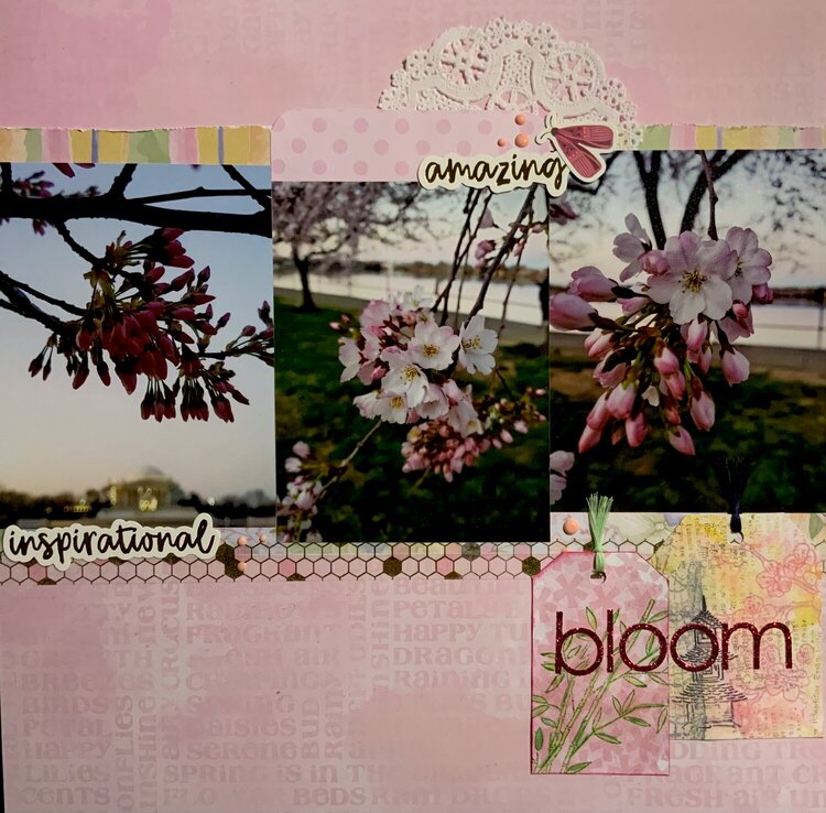 Bloom