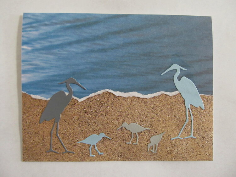 Shore birds on the sand.