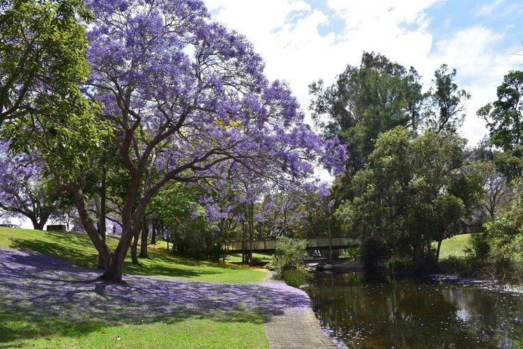 Purple Delights