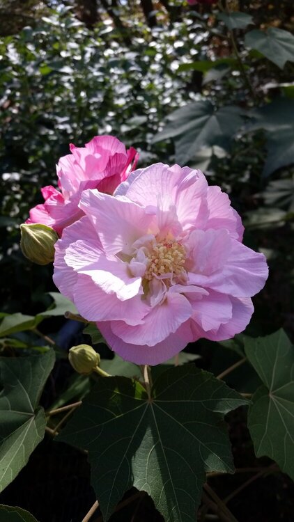 Pink Confederate Rose