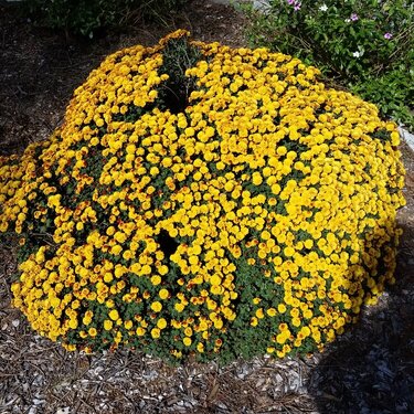 Yellow Mums