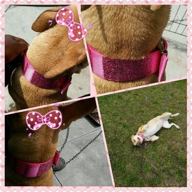 My Dog Bling Out Collar