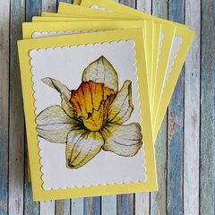 Daffodil any occasion card set