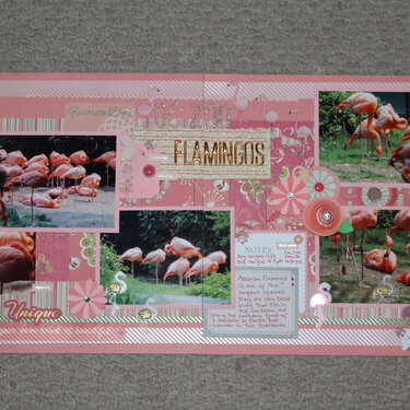 DC Zoo Flamingos