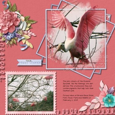 Pink Birds