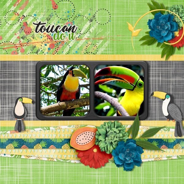 Toucans