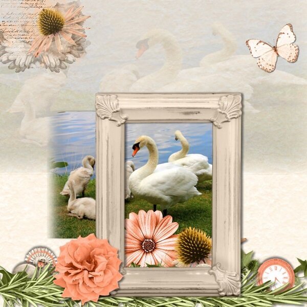 Swans Galore