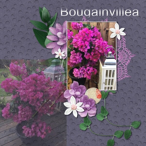 Bouganvillea