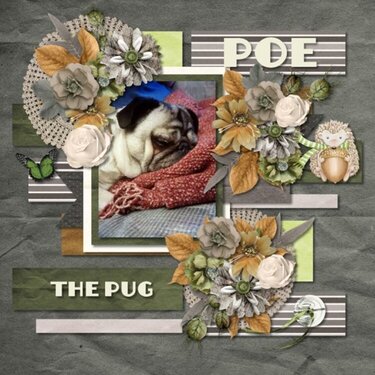 Poe the Pug