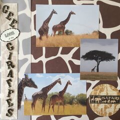 Gee, Look at the Giraffes