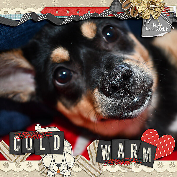 cold nose warm heart