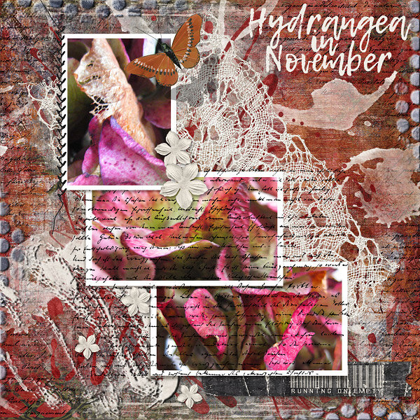Hydrangea in November