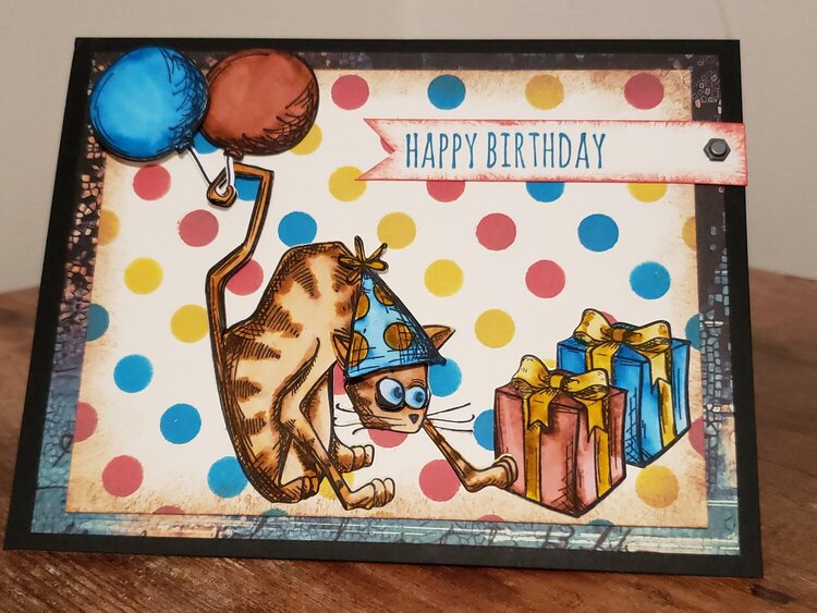 Cat Bday