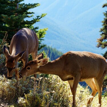 Deer in Olympic National Park