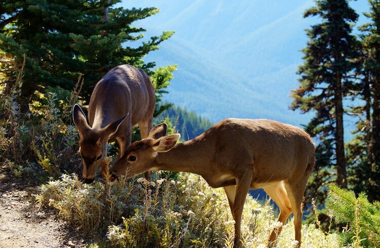 Deer in Olympic National Park