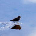 Shorebird