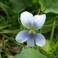 Blue Flower