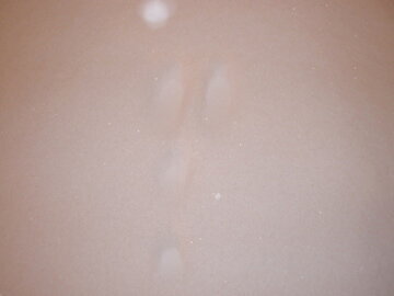 Bunny prints