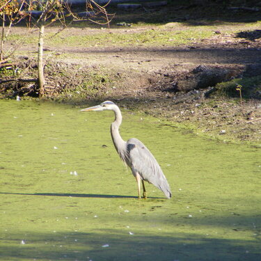Giant Blue Heron in our front Pond