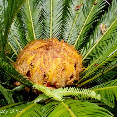 Giant Sago Palm