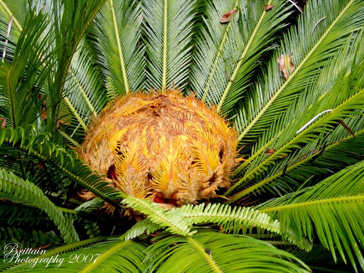 Giant Sago Palm