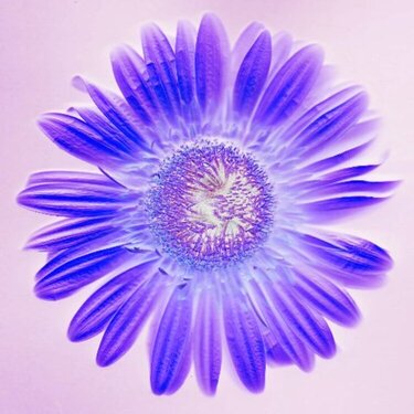 Scanned Flower - Photoshopped1