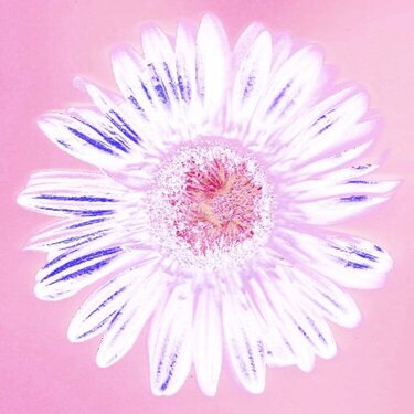 Scanned Flower - Photoshopped2