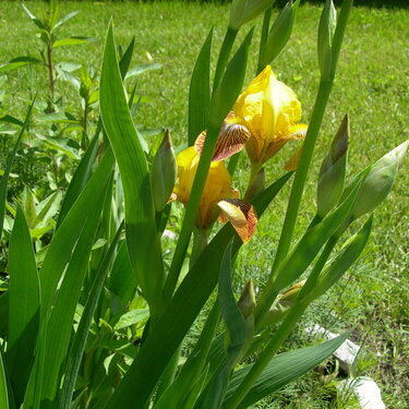 My Irises Today 5-22-08